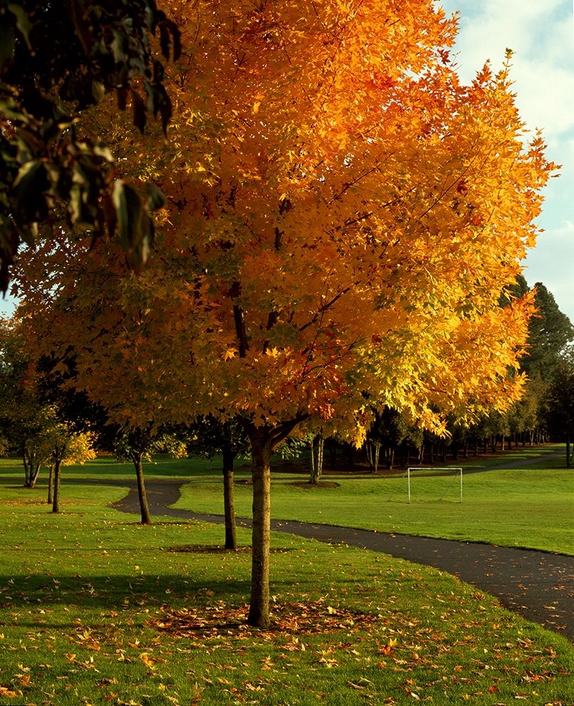 Fall Soccer art print by Ike Leahy for $57.95 CAD