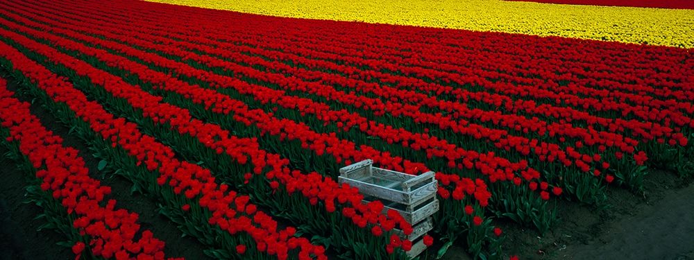Spring Tulips art print by Ike Leahy for $57.95 CAD
