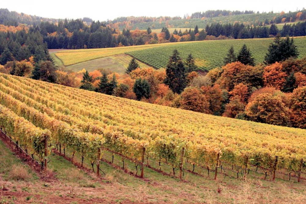 Fall in Wine Country I art print by Maureen Love for $57.95 CAD