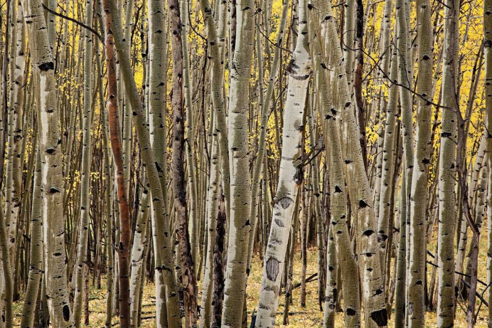 Aspen Grove I art print by Larry Malvin for $57.95 CAD