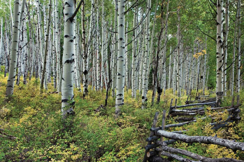 Aspen Grove II art print by Larry Malvin for $57.95 CAD