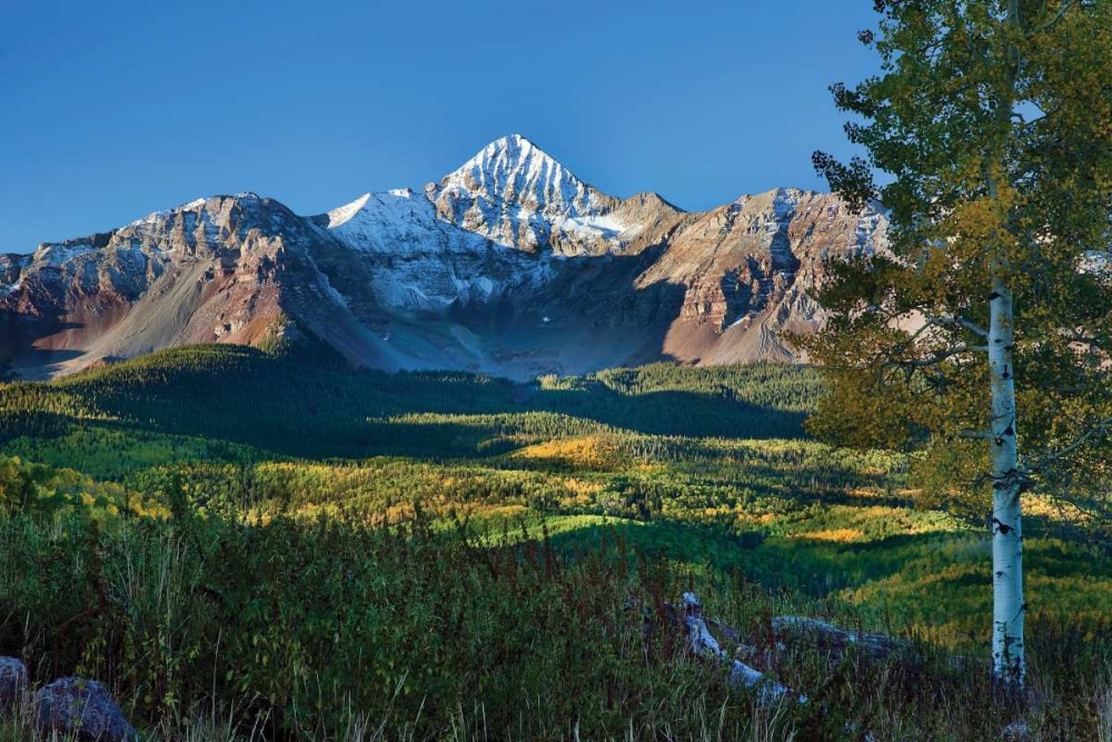 Wilson Peak Aspens II art print by Larry Malvin for $57.95 CAD