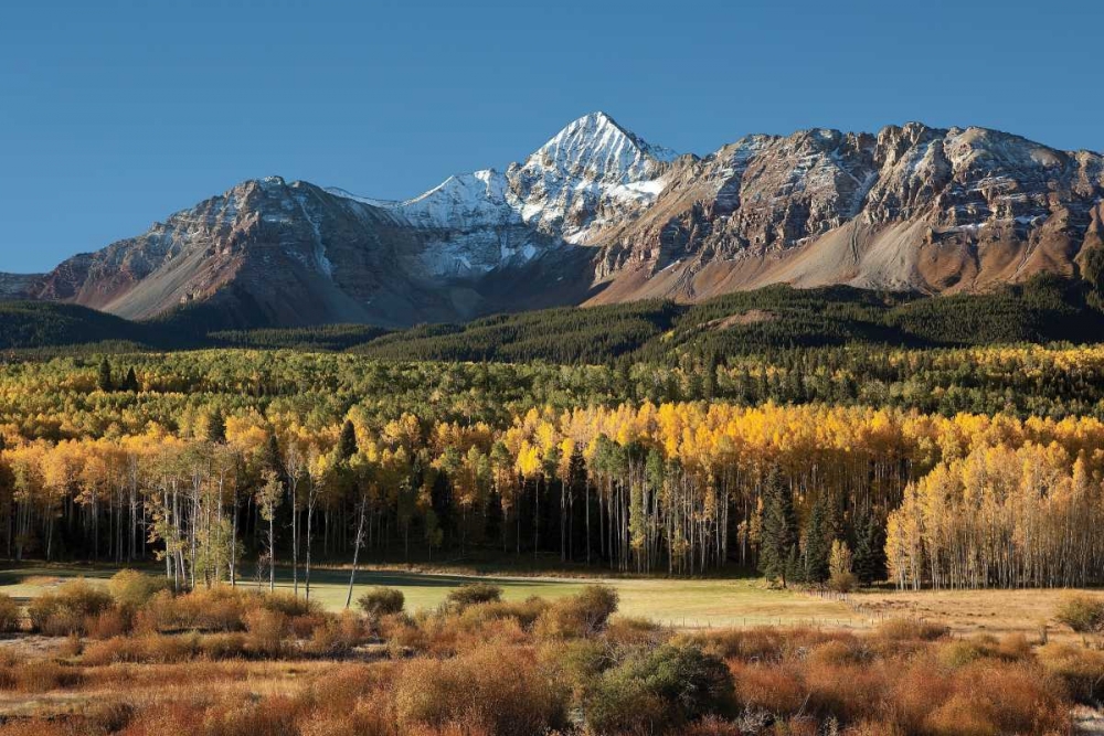 Wilson Peak Yellow Aspens art print by Larry Malvin for $57.95 CAD
