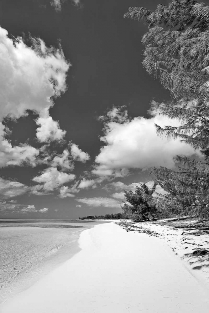 Deep Creek Tree BW art print by Larry Malvin for $57.95 CAD