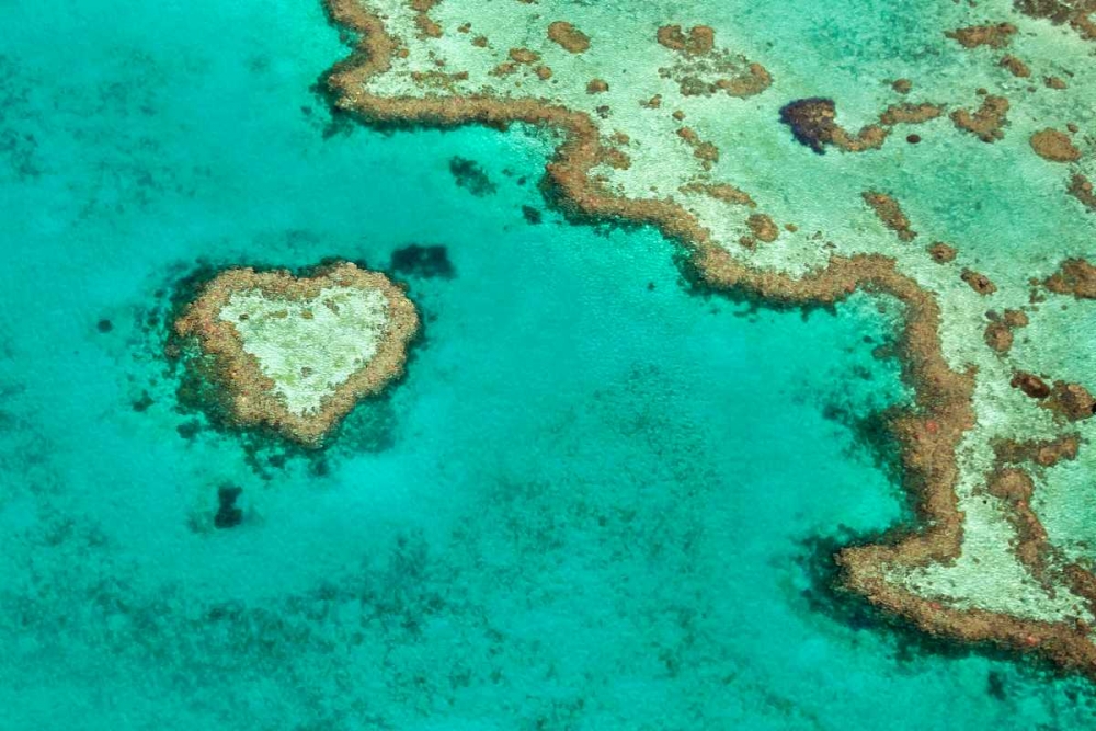 Great Barrier Reef II art print by Larry Malvin for $57.95 CAD
