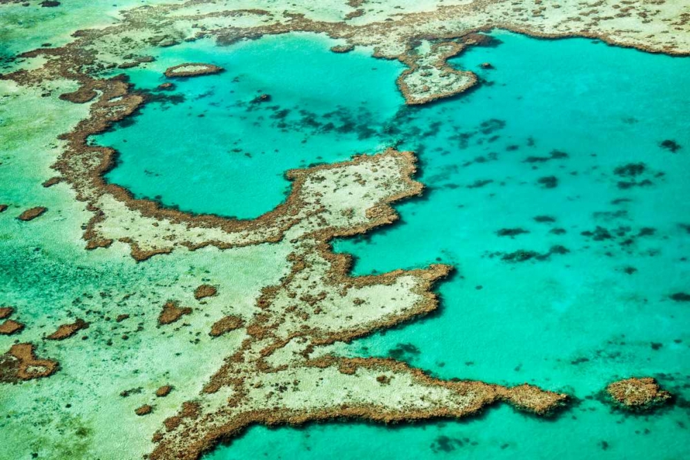 Great Barrier Reef III art print by Larry Malvin for $57.95 CAD