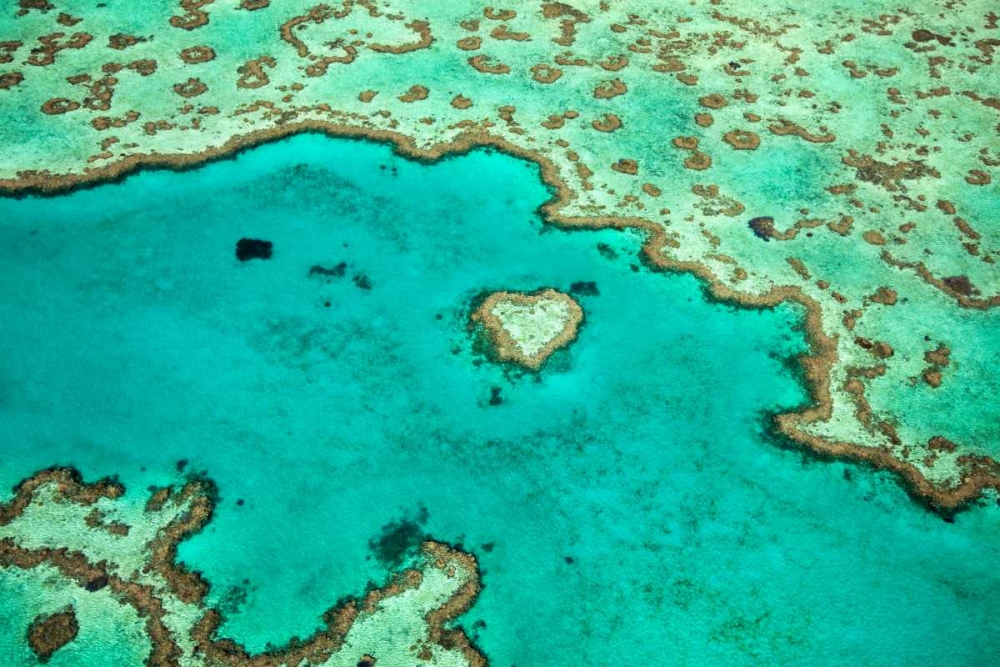 Great Barrier Reef IV art print by Larry Malvin for $57.95 CAD