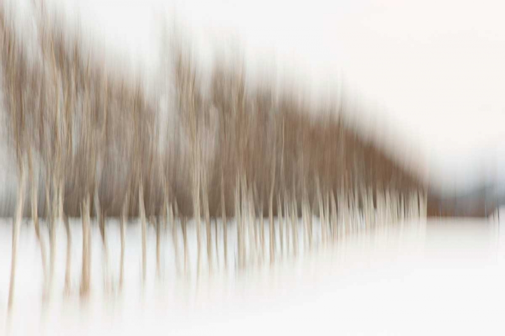 Birch Blur I art print by Larry Malvin for $57.95 CAD