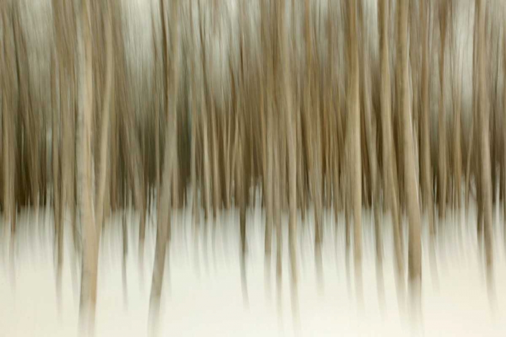 Birch Blur II art print by Larry Malvin for $57.95 CAD