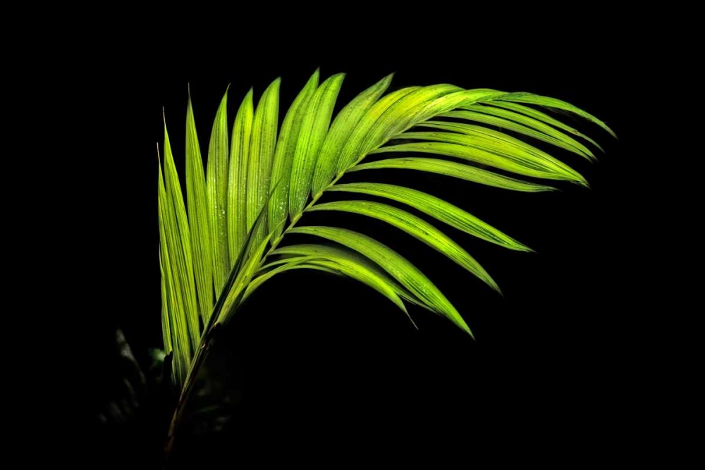 Fern on Black art print by Larry Malvin for $57.95 CAD