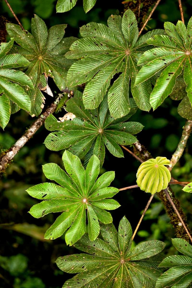 Cloud Forest Foliage I art print by Larry Malvin for $57.95 CAD