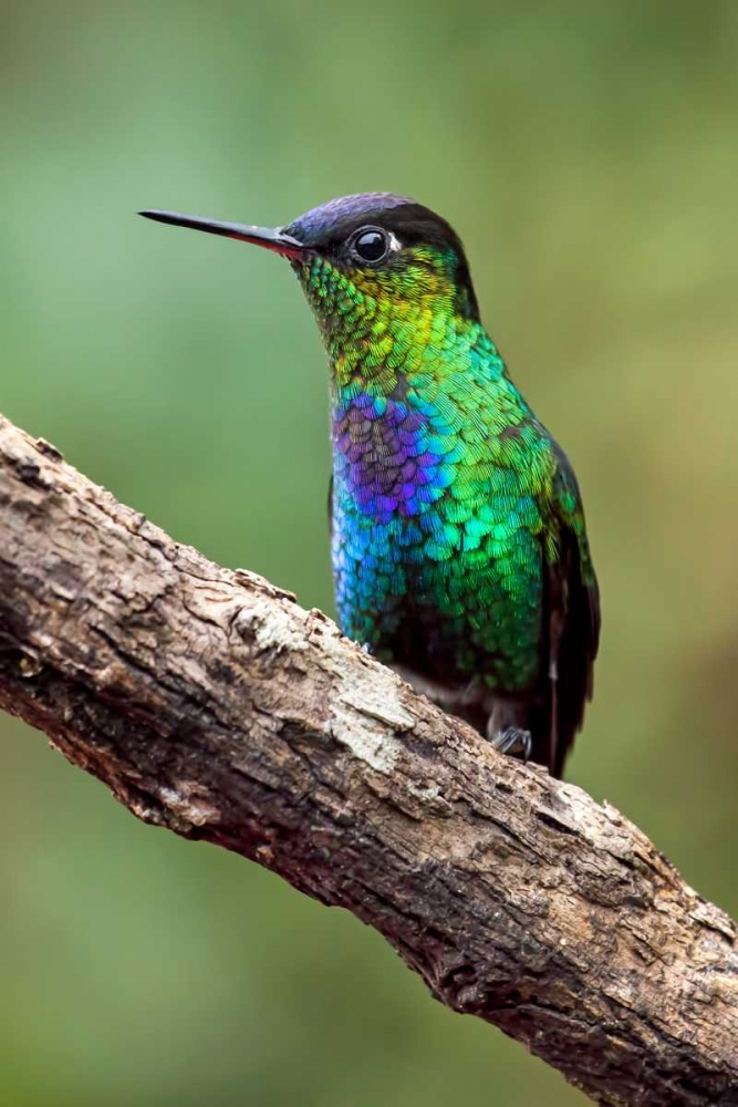 Hummingbird I art print by Larry Malvin for $57.95 CAD