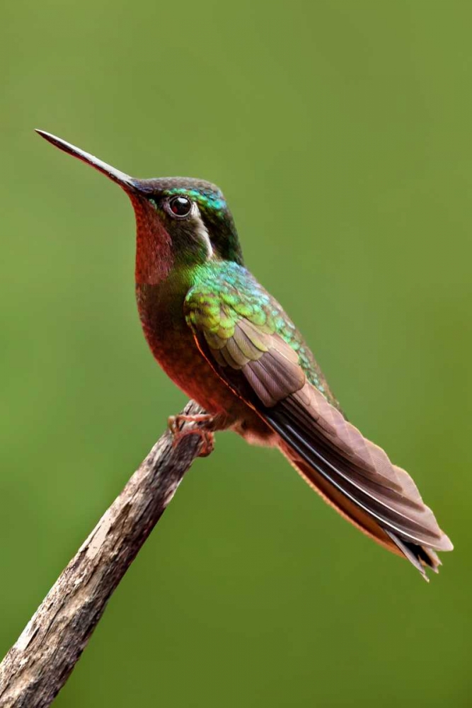 Hummingbird II art print by Larry Malvin for $57.95 CAD