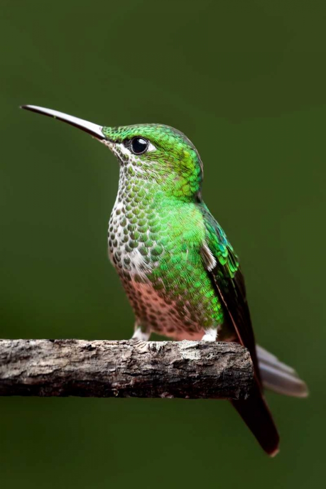 Hummingbird III art print by Larry Malvin for $57.95 CAD
