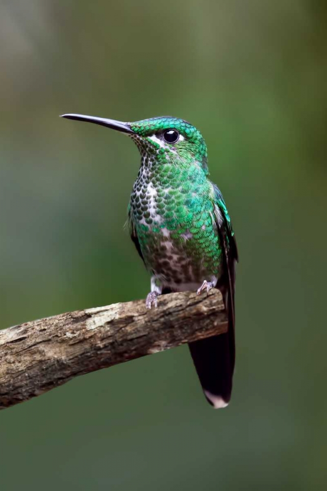 Hummingbird IV art print by Larry Malvin for $57.95 CAD