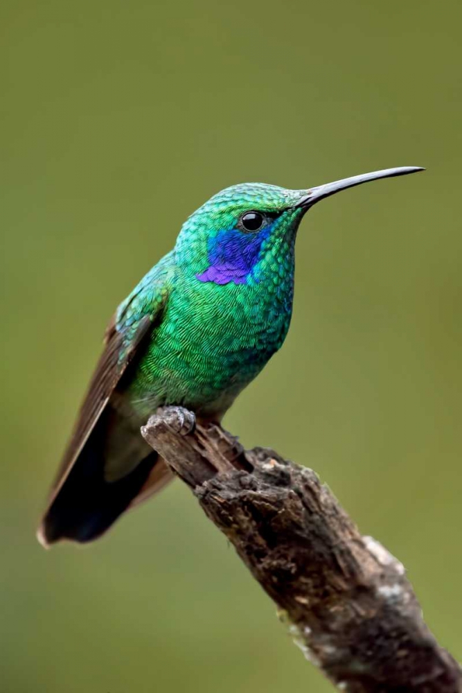 Hummingbird V art print by Larry Malvin for $57.95 CAD