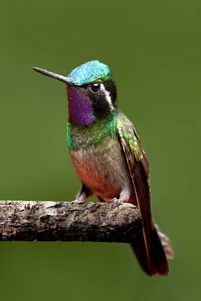 Hummingbird VI art print by Larry Malvin for $57.95 CAD