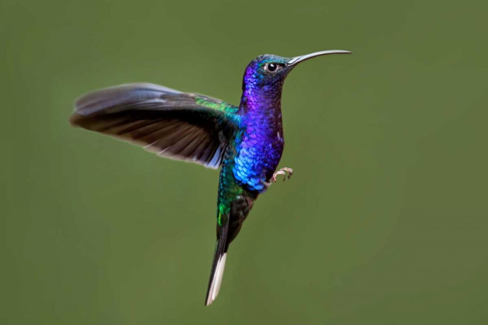 Hummingbird VII art print by Larry Malvin for $57.95 CAD