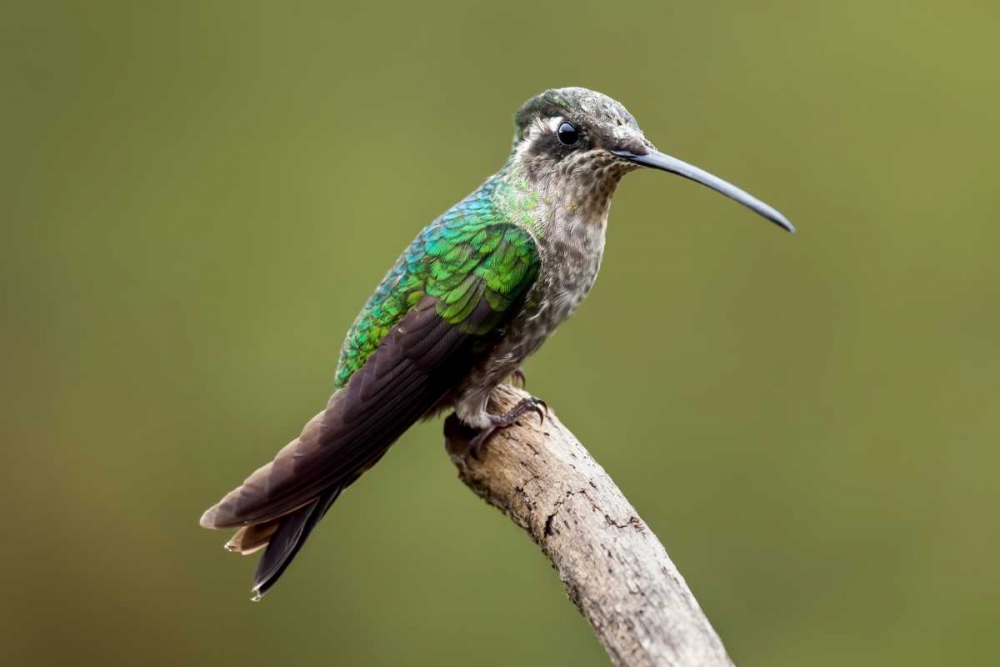 Hummingbird VIII art print by Larry Malvin for $57.95 CAD