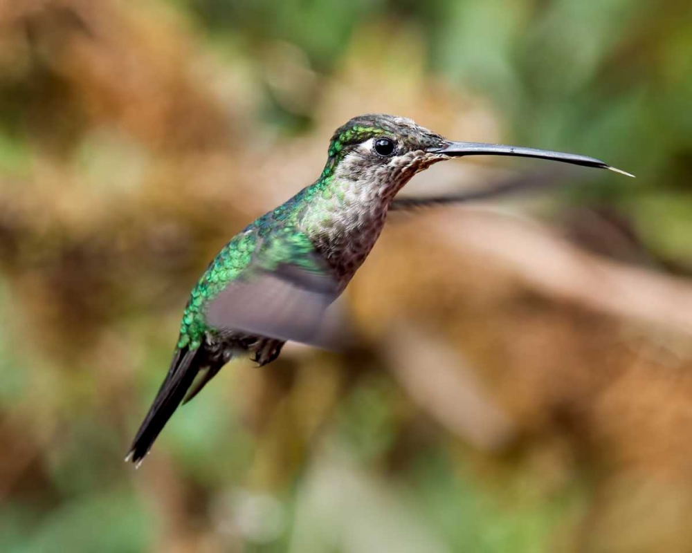 In Flight II art print by Larry Malvin for $57.95 CAD