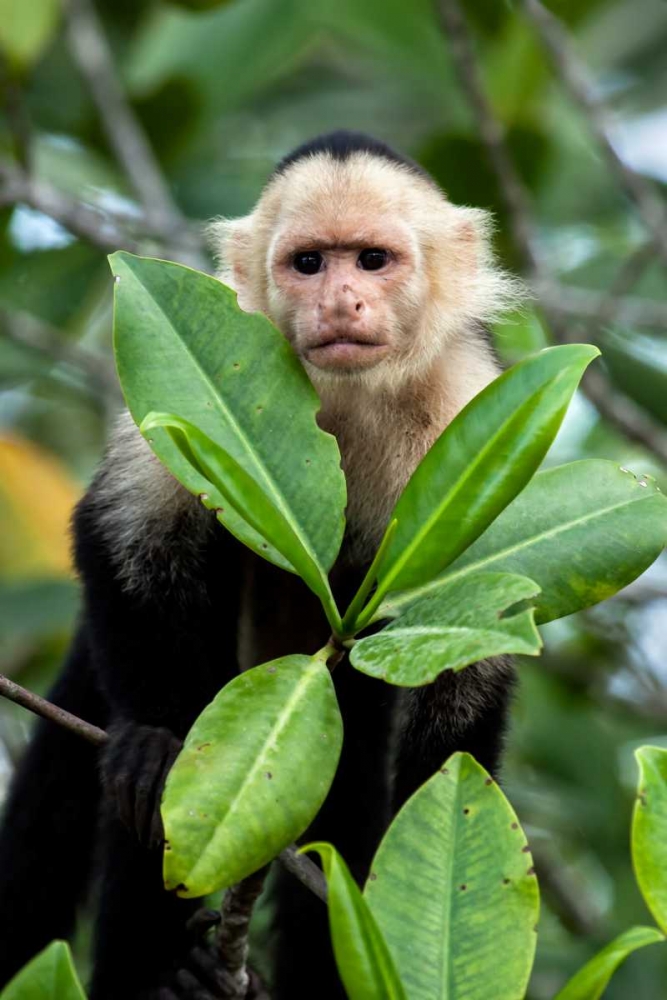 Capuchin Monkey I art print by Larry Malvin for $57.95 CAD