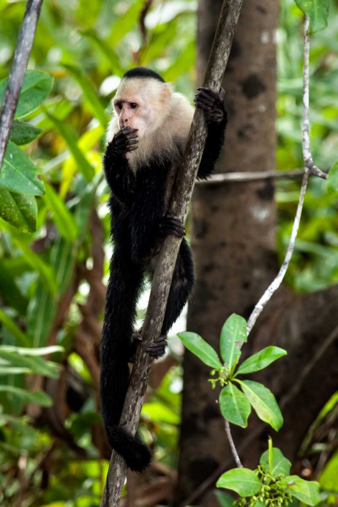 Capuchin Monkey II art print by Larry Malvin for $57.95 CAD