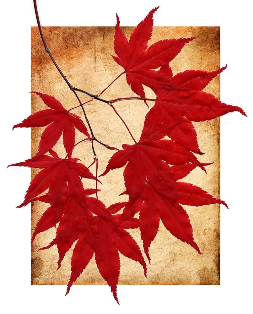 Maple Leaves I art print by Kathy Mahan for $57.95 CAD