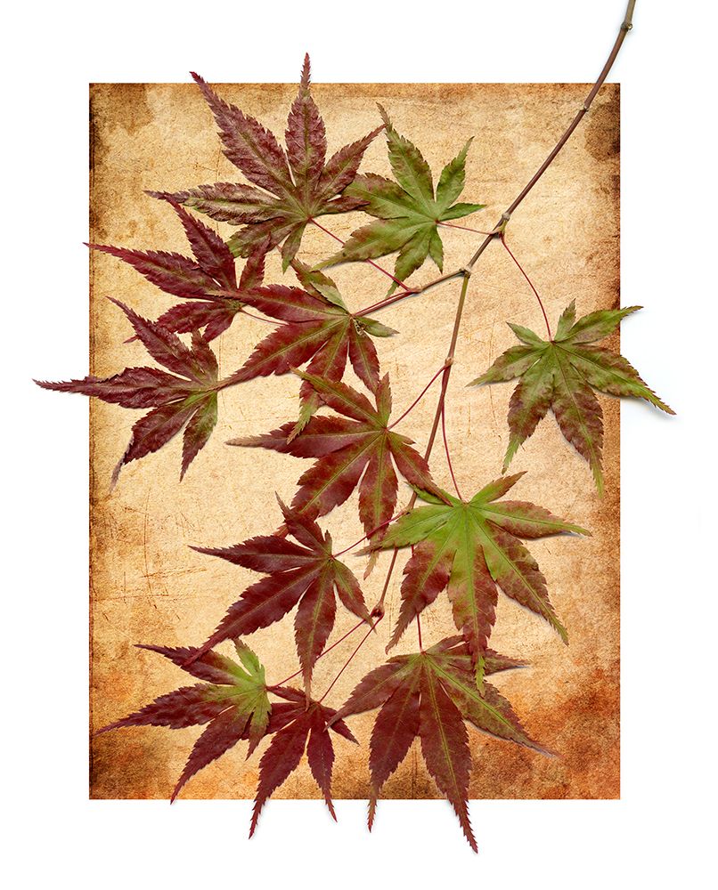 Maple Leaves II art print by Kathy Mahan for $57.95 CAD