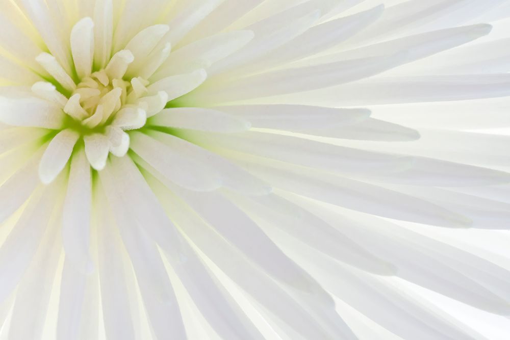 White Chrysanthemum I art print by Kathy Mahan for $57.95 CAD