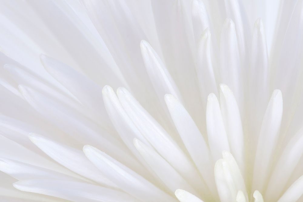 White Chrysanthemum II art print by Kathy Mahan for $57.95 CAD