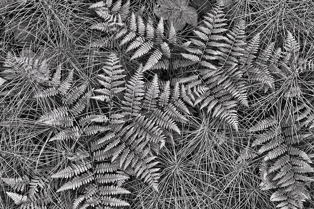 Bracken Ferns And Horsetail art print by Kathy Mahan for $57.95 CAD