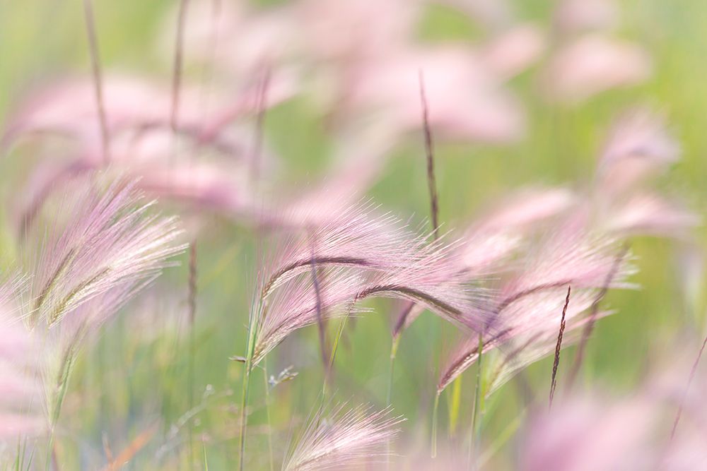 Grass Seedheads I art print by Kathy Mahan for $57.95 CAD
