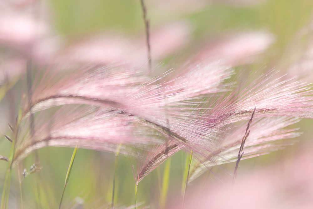 Grass Seedheads II art print by Kathy Mahan for $57.95 CAD
