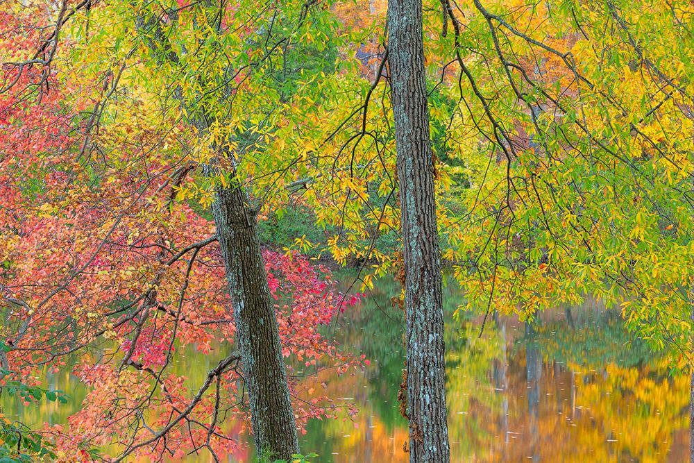 Autumn in Tennessee I art print by Kathy Mahan for $57.95 CAD