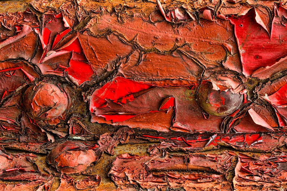 Peeling Paint art print by Kathy Mahan for $57.95 CAD
