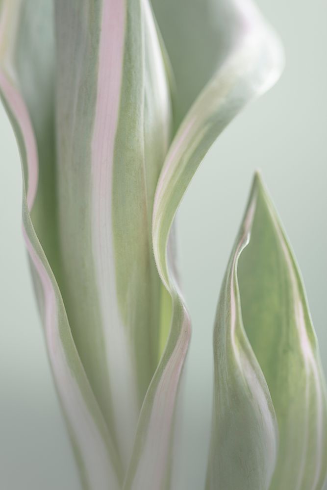 Pale Green Beginning I art print by Kathy Mahan for $57.95 CAD