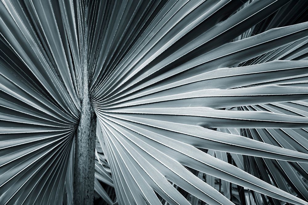 Fan Palm II art print by Kathy Mahan for $57.95 CAD