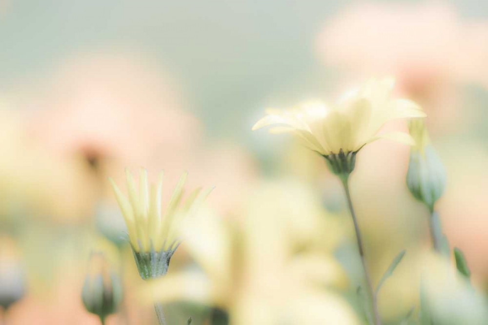 Desert Flowers I art print by Kathy Mahan for $57.95 CAD