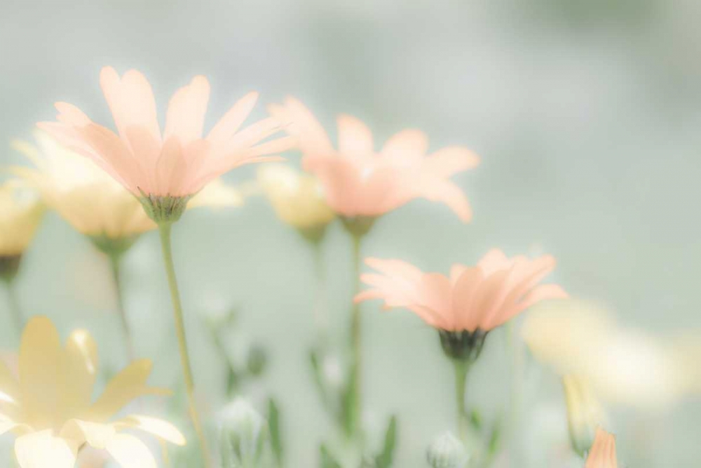 Desert Flowers II art print by Kathy Mahan for $57.95 CAD