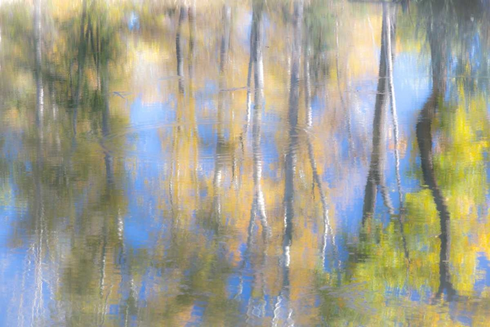 Tree Reflections I art print by Kathy Mahan for $57.95 CAD