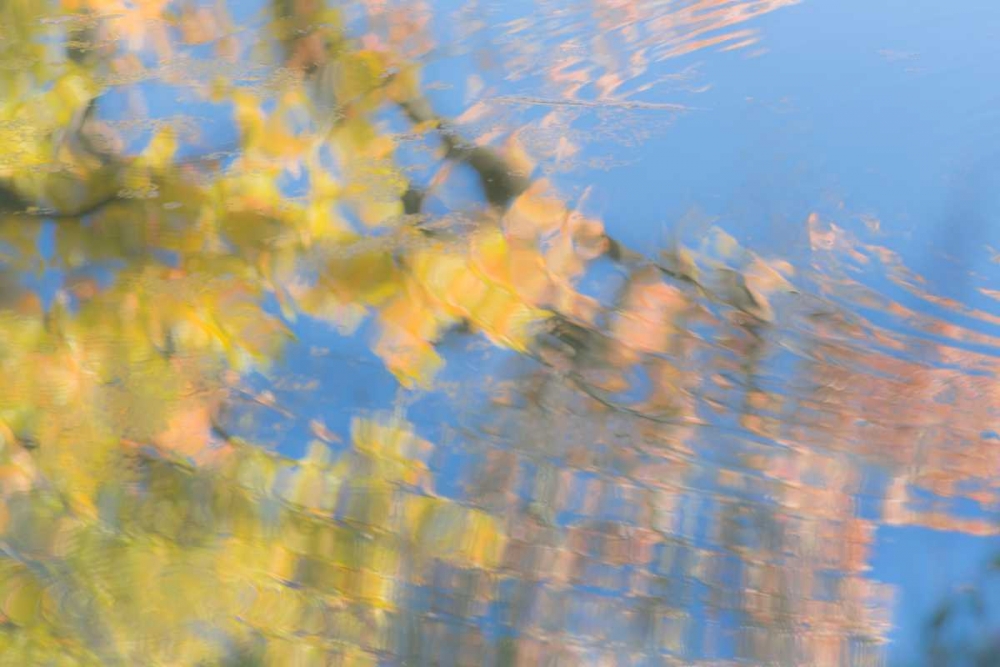 Tree Reflections II art print by Kathy Mahan for $57.95 CAD