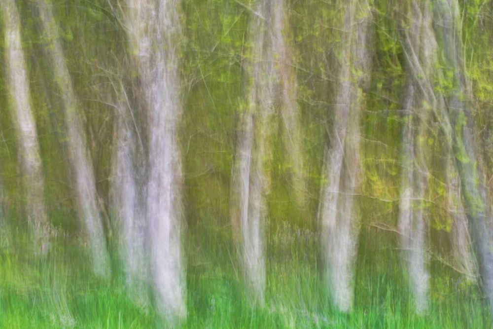 Alder Forest I art print by Kathy Mahan for $57.95 CAD
