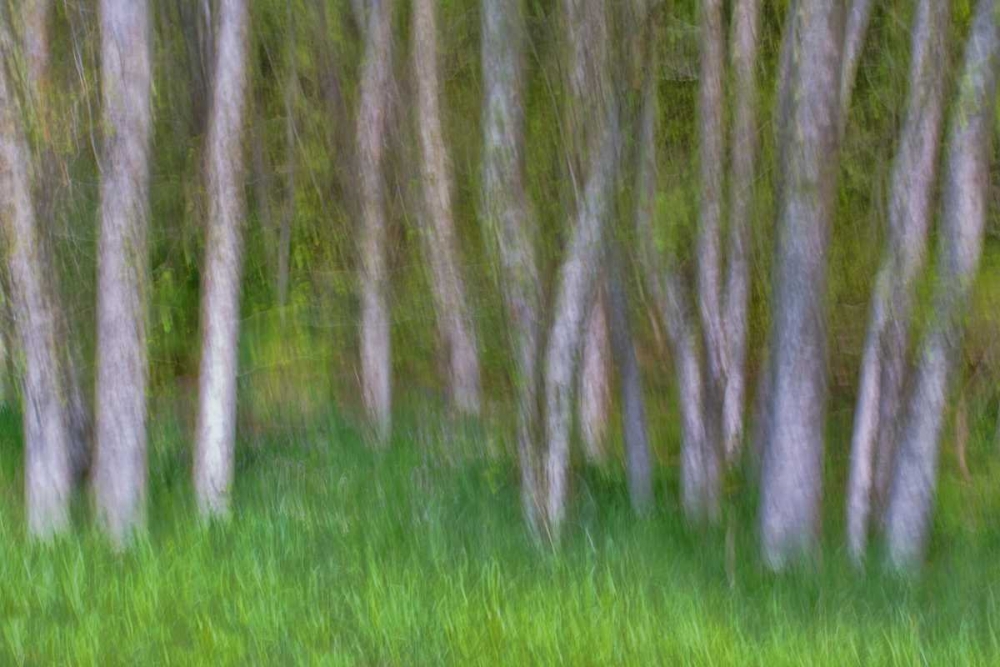 Alder Forest II art print by Kathy Mahan for $57.95 CAD