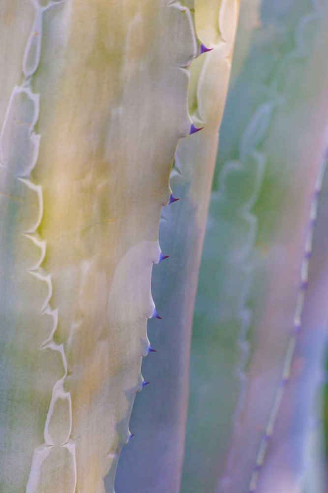 Agave I art print by Kathy Mahan for $57.95 CAD