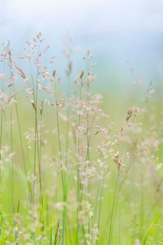 Guillemot Cove Grasses I art print by Kathy Mahan for $57.95 CAD