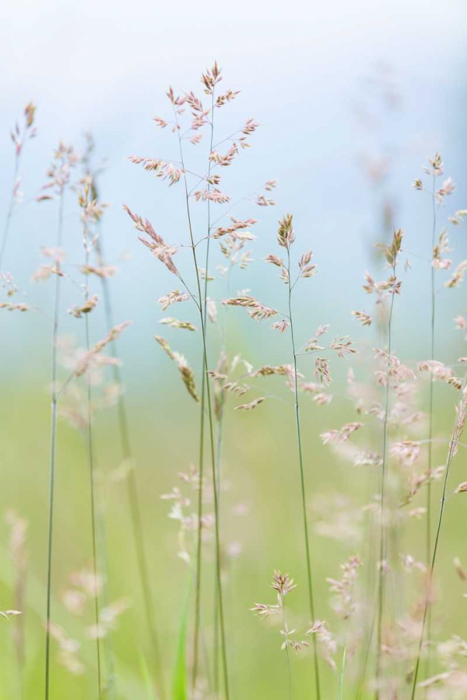 Guillemot Cove Grasses II art print by Kathy Mahan for $57.95 CAD
