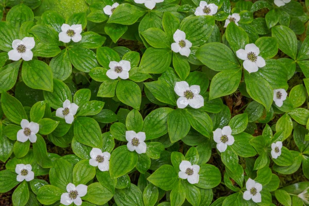 Bunchberry art print by Kathy Mahan for $57.95 CAD