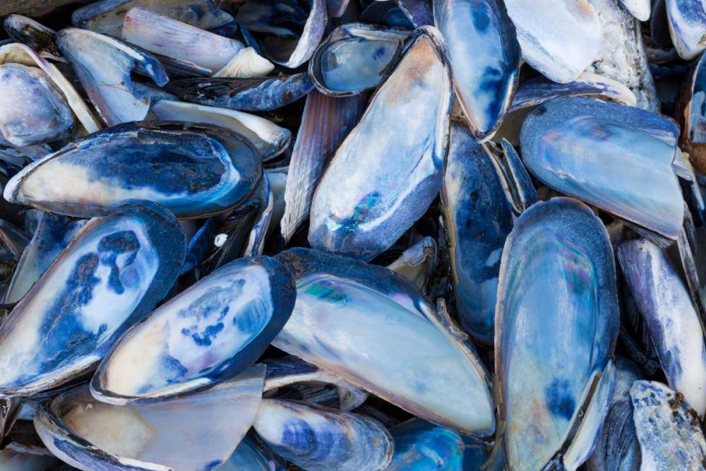 Mussels I art print by Kathy Mahan for $57.95 CAD