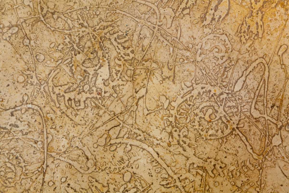 San Miguel Fossils II art print by Kathy Mahan for $57.95 CAD