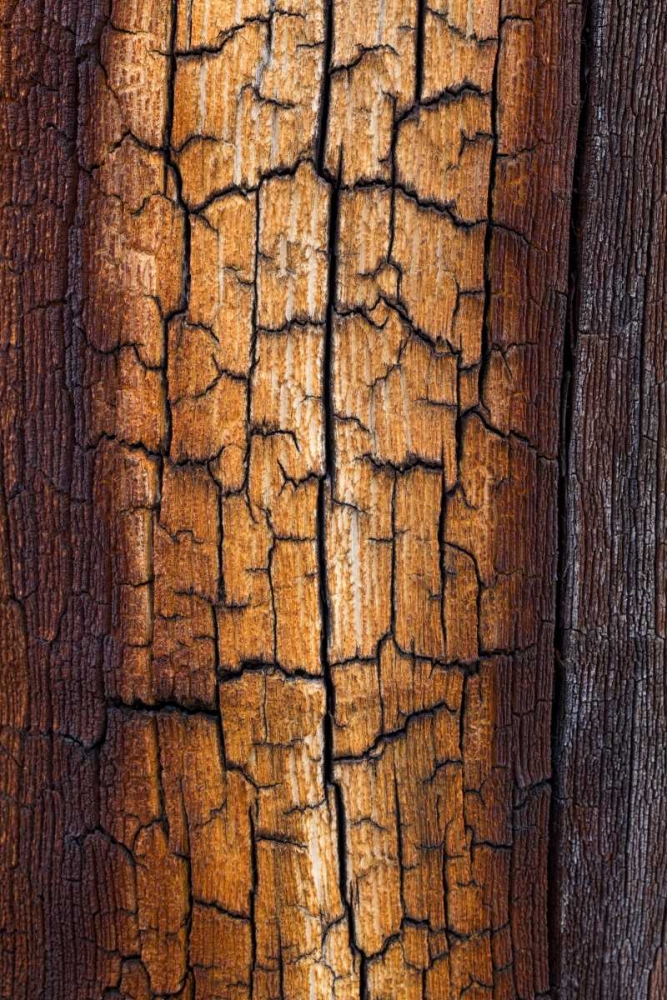 Pine Patterns II art print by Kathy Mahan for $57.95 CAD